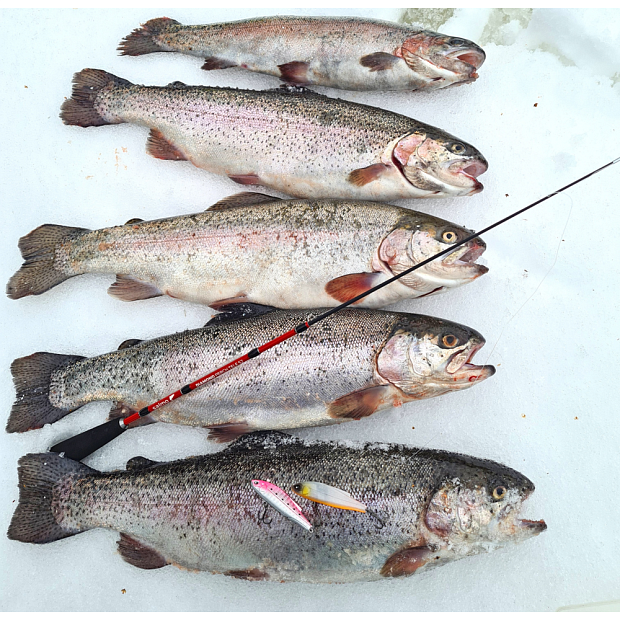 Makšķere ziemas Salmo Diamond PERCH TELE