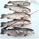 Makšķere ziemas Salmo Diamond PERCH TELE