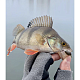 Tārpi Lucky John Pro Series ULTRA WORM 1.4